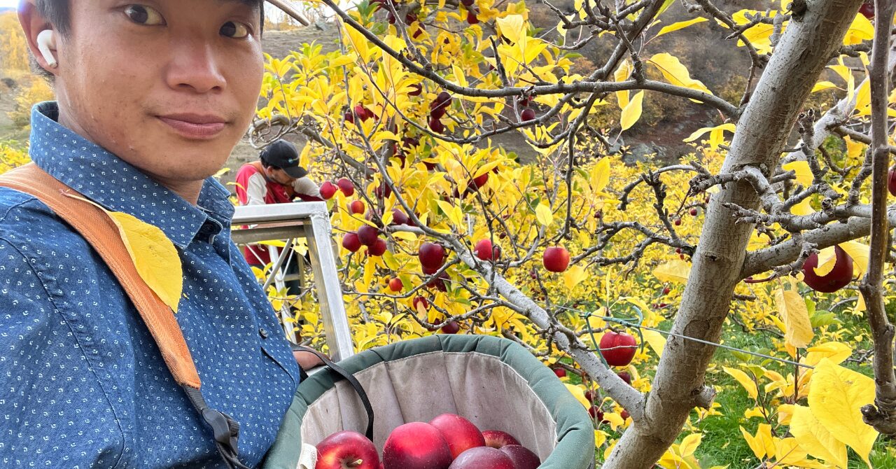 【Apple Picking】電話一本で即仕事ゲット｜りんご狩りしながらチルってました